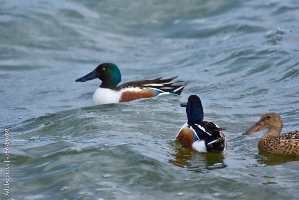 Fototapeta premium Waterfowl at the waste water