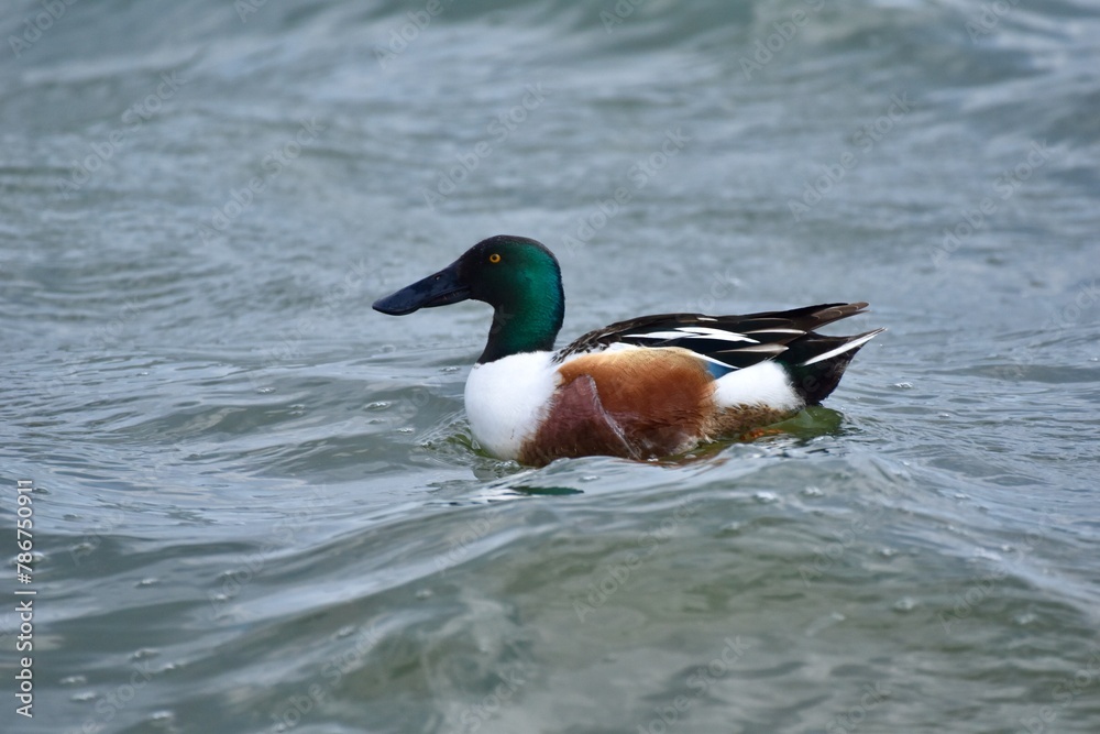 Waterfowl at the waste water