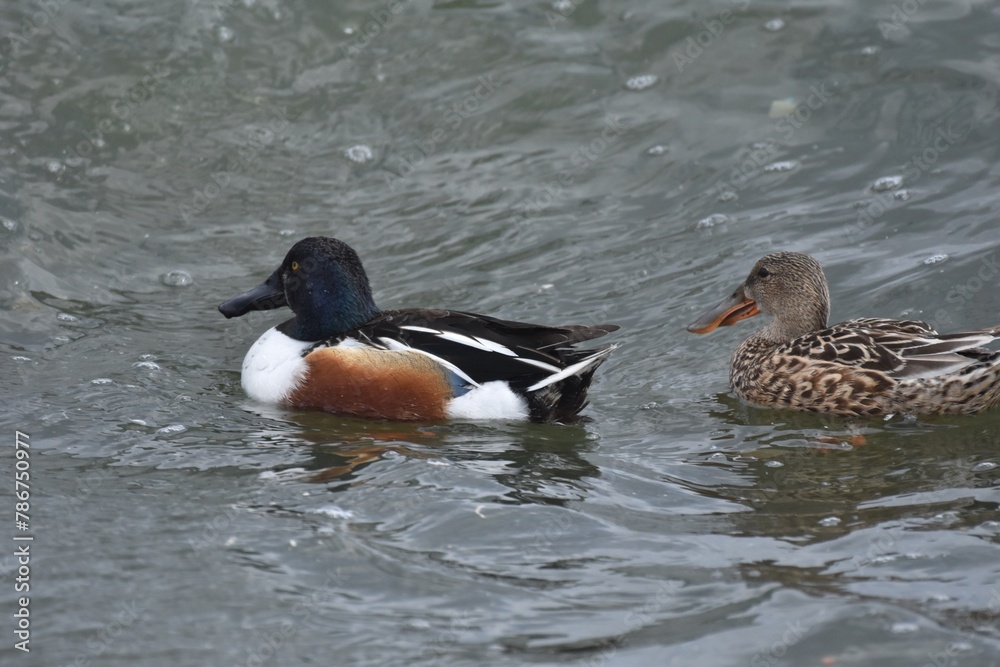 Waterfowl at the waste water Waterfowl at the waste water