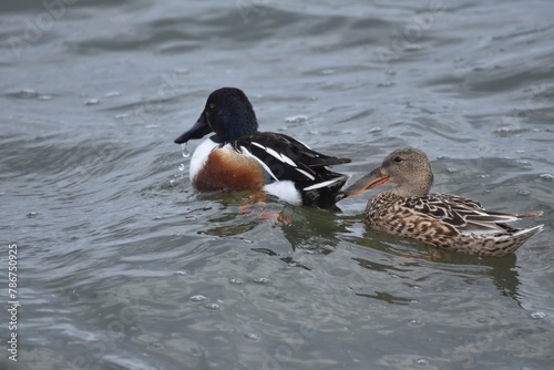 Waterfowl at the waste water