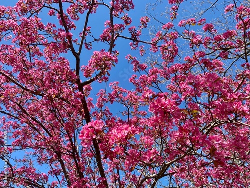 Pink flowers blooming on tree in spring with clear blue sky background