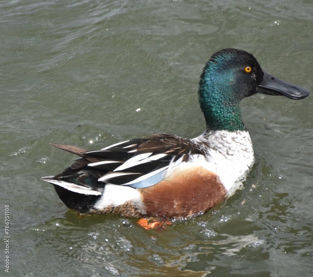 Obraz premium Waterfowl at the waste water