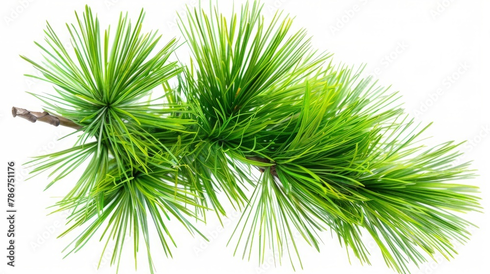 Green fluffy pine branch. Isolated on white background Green fluffy pine branch. Isolated on white background