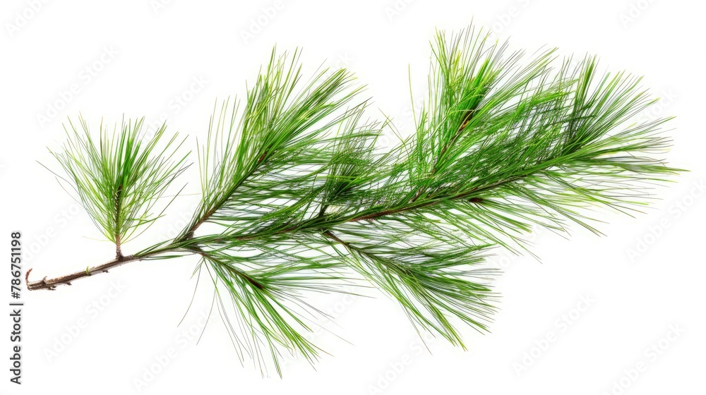 Green fluffy pine branch. Isolated on white background Green fluffy pine branch. Isolated on white background