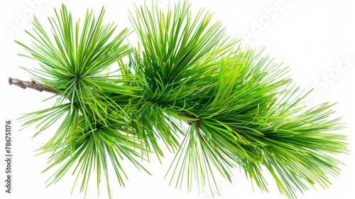 Green fluffy pine branch. Isolated on white background