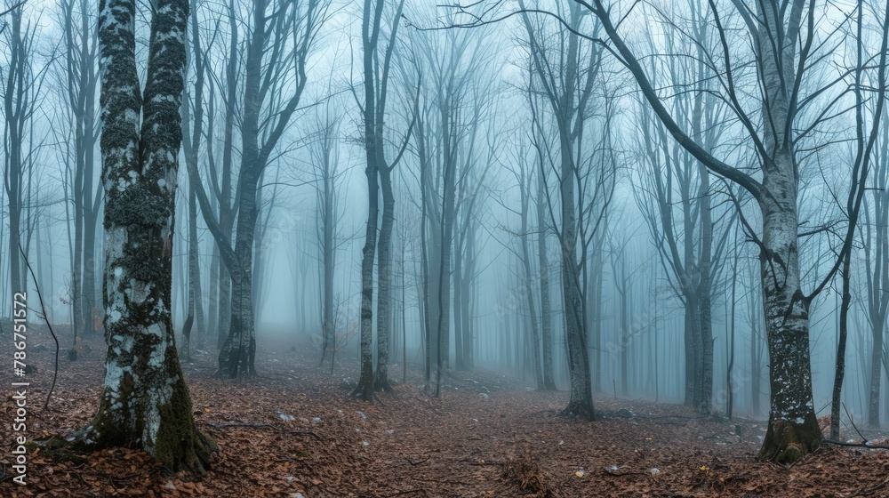 Panorama of foggy forest. Fairy tale spooky looking woods in a misty day. Cold foggy morning in horror forest