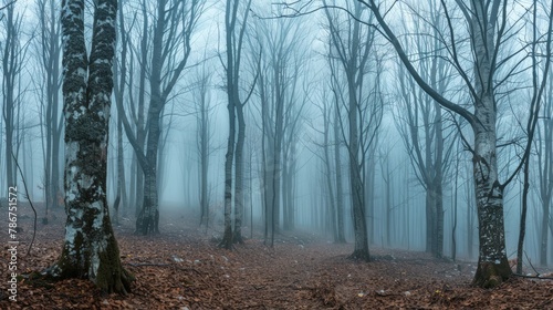 Panorama of foggy forest. Fairy tale spooky looking woods in a misty day. Cold foggy morning in horror forest