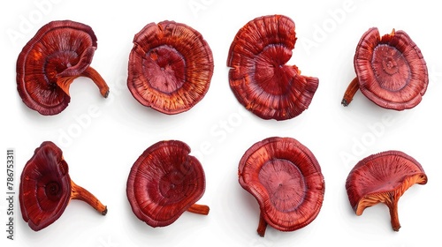 Flat lay of Red Reishi Mushroom isolated on white photo