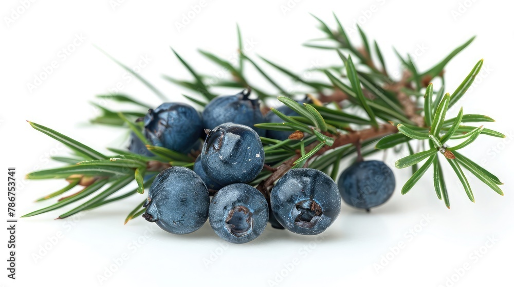 juniper berry on isolated white background juniper berry on isolated white background