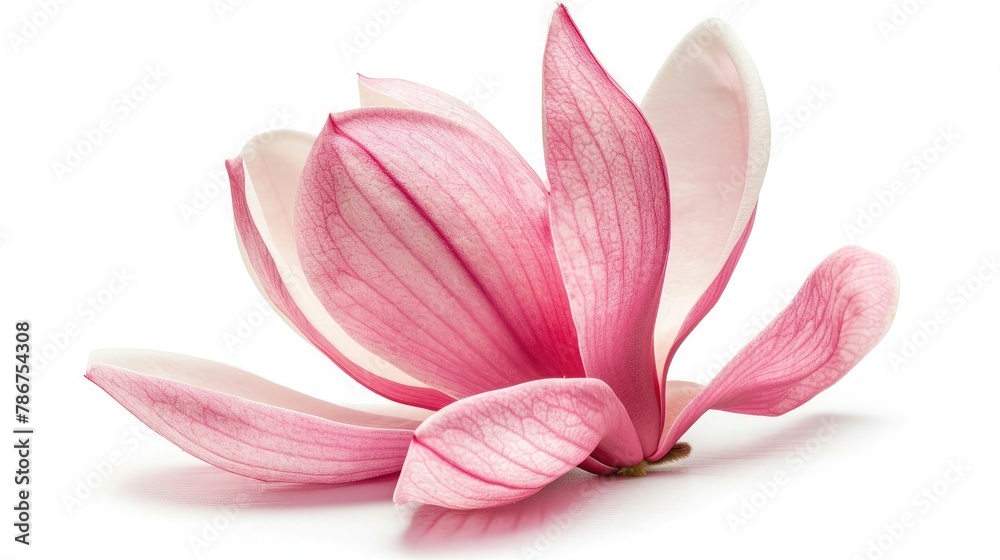 Pink magnolia flower isolated on white background with full depth of field Pink magnolia flower isolated on white background with full depth of field