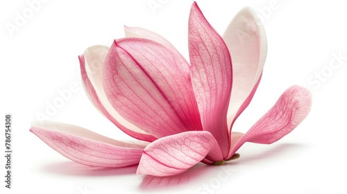 Pink magnolia flower isolated on white background with full depth of field