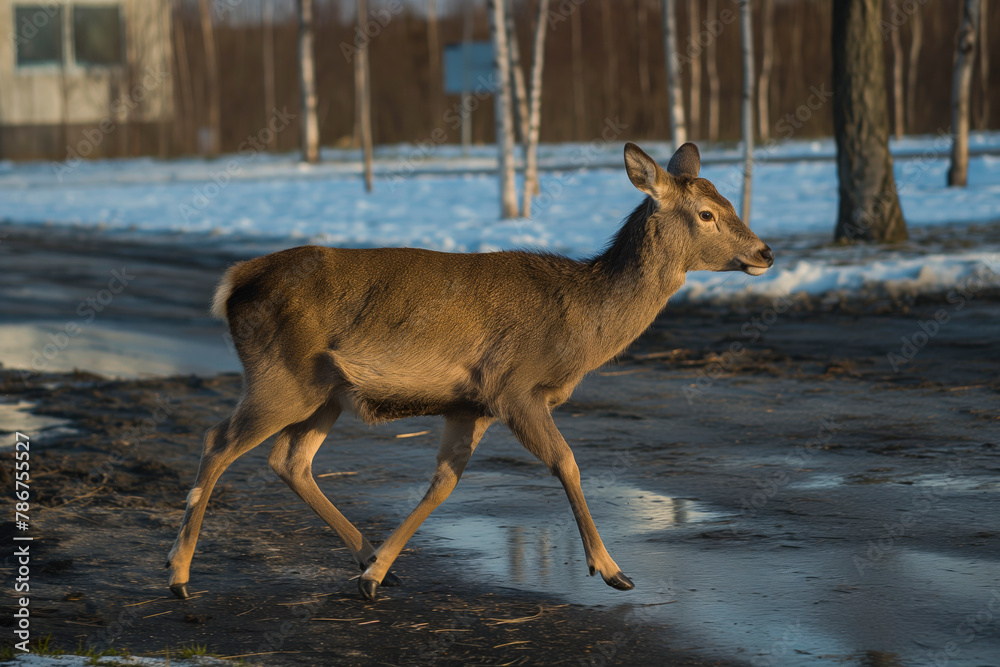 Deer running across road in early morning or evening during winter. Road hazards, wildlife and transport.