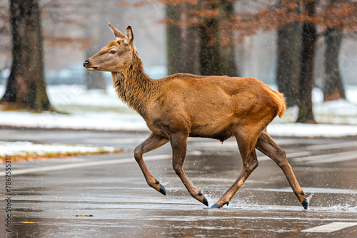 Deer running across road in early morning or evening during winter. Road hazards  wildlife and transport.