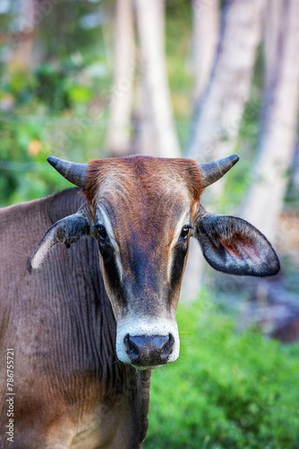 Portrait of brown cow 