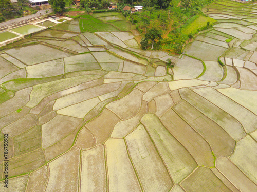 Cikancung rice terraces. Abstract and geometric aerial drone view of Agriculture fields. View from above, tropical green background. Above. Agriculture Industry. Shot from drone flying 100 meters