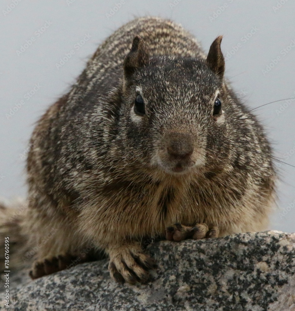 Portrait of Squirrel on Rock Portrait of Squirrel on Rock