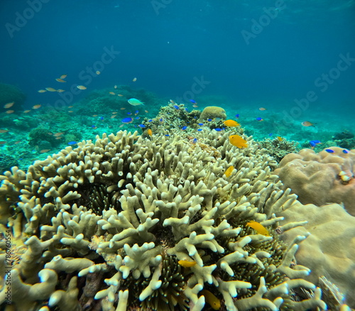 Fototapeta Naklejka Na Ścianę i Meble -  산호 바다