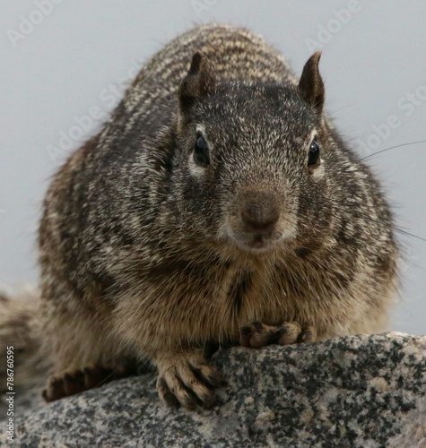 Portrait of Squirrel on Rock photo