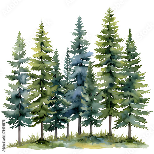 pine forest on white background