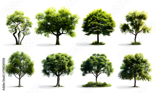 set of trees isolated on white photo