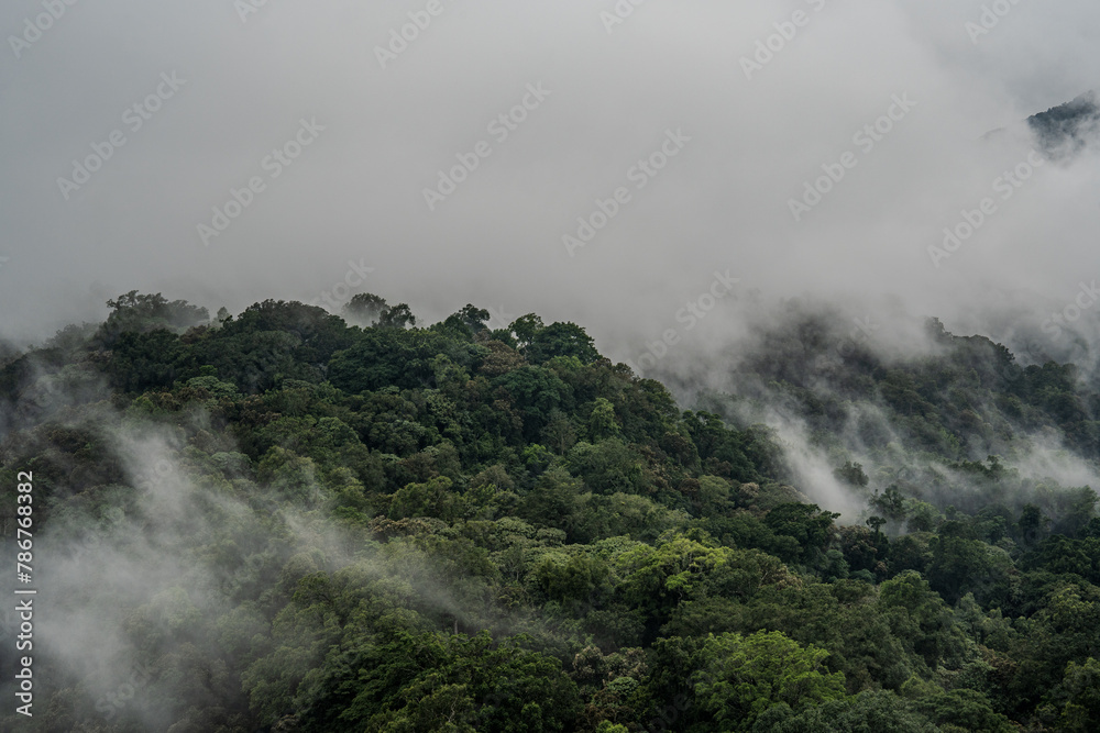 Mystic Fog Enveloping Lush Green Mountain Forest in Bali