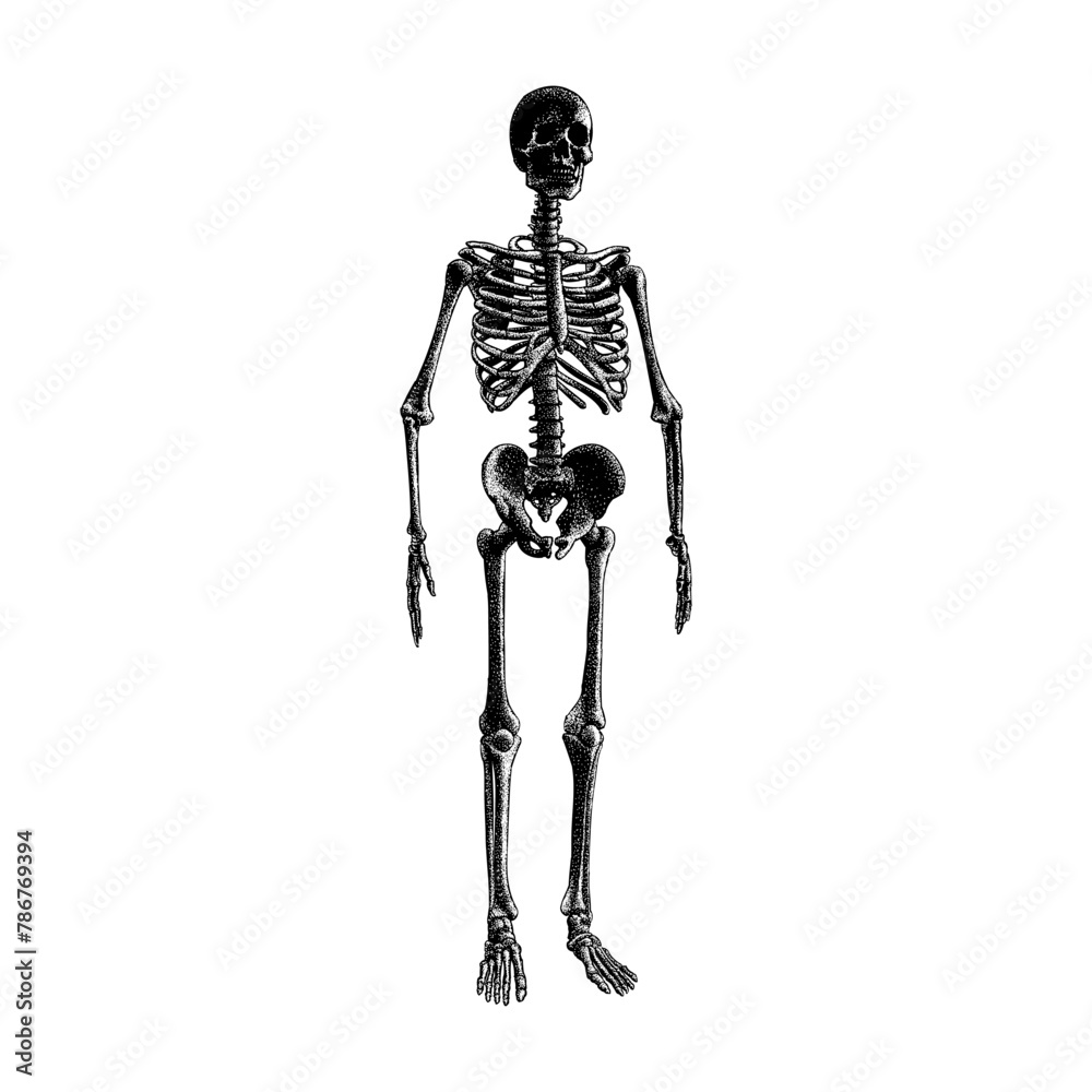 skeleton hand drawing vector isolated on background. skeleton hand drawing vector isolated on background.