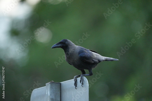 Crows are highly social birds that often gather in large flocks, especially outside the breeding season. They are known for their complex social interactions, including cooperative hunting, mobbing