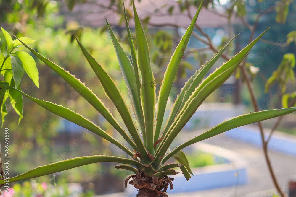 Obraz premium Agave angustifolia beautiful plant closeup on the blur background