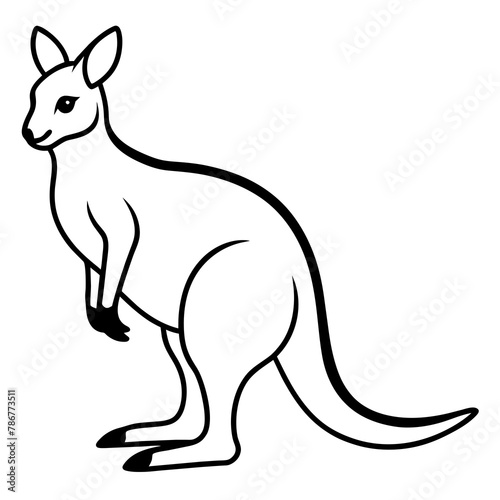 kangaroo illustration