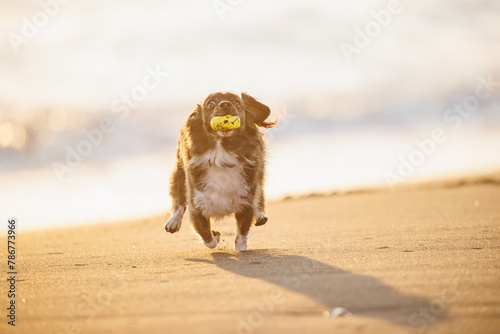 海で遊ぶチワックスの犬