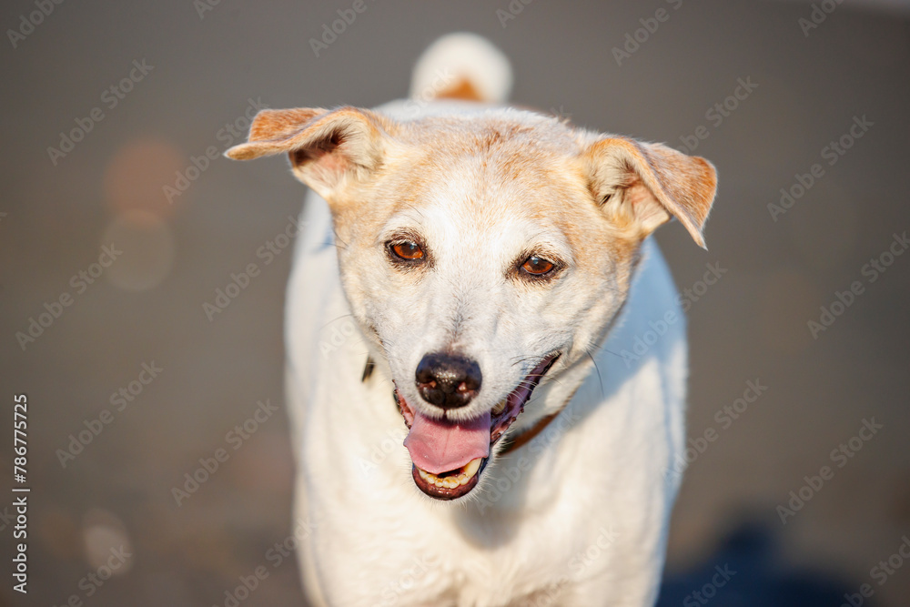 Obraz premium 笑顔のジャックラッセルテリアの犬