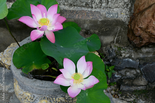 Closeup of Beautiful Purple Lotus Flower is blooming with green leaf in the pond with natural background at Thailand.
