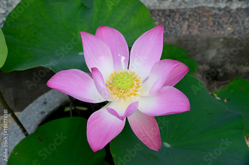 Closeup of Beautiful Purple Lotus Flower is blooming with green leaf in the pond with natural background at Thailand.