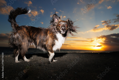 湘南海岸で夕日をバックにポーズをとるチワックスの犬