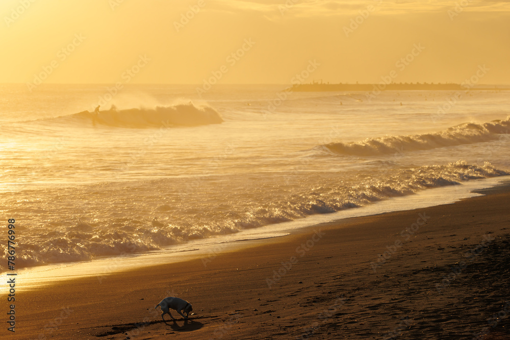 Obraz premium 夕日の湘南海岸で遊ぶ犬