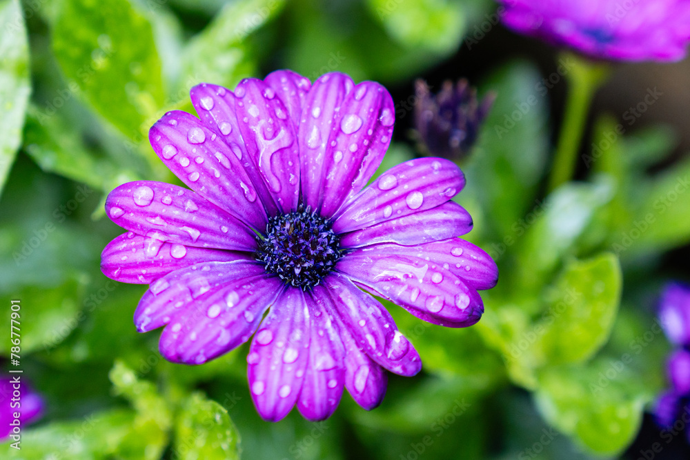 Fototapeta premium purple flower Blooming at summer time with Green leaves