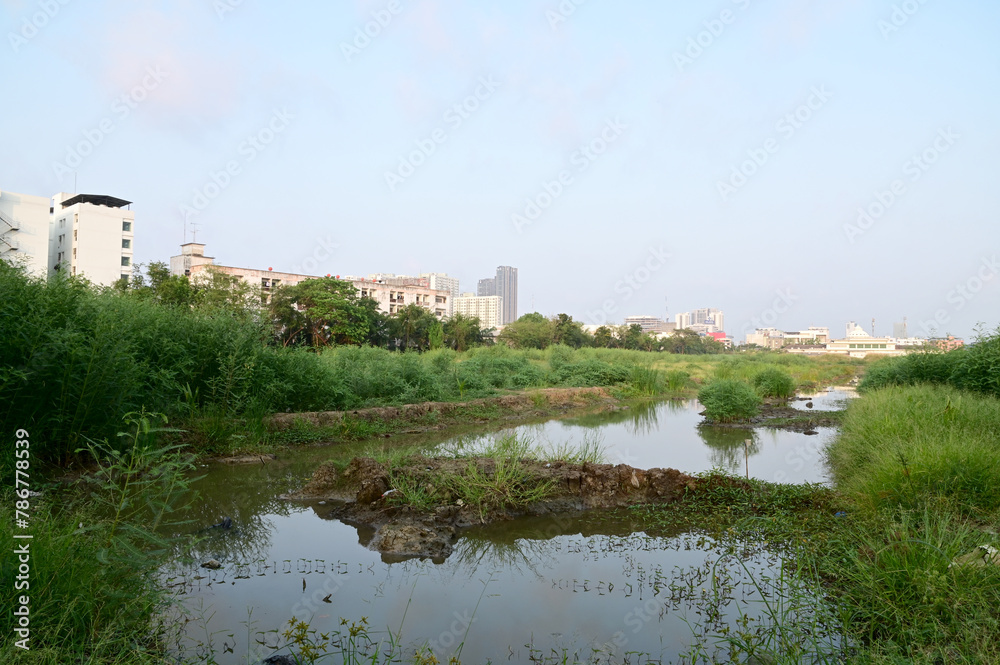 Views of The Natural Swamp among the meadow and greenery with natural and bright blue sky in background at Thailand.