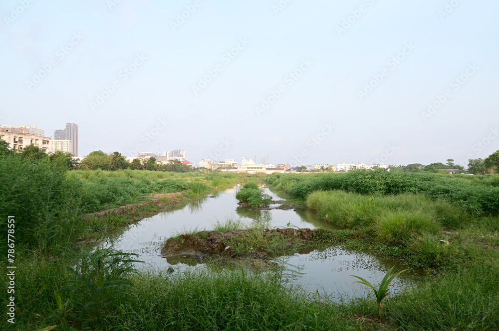 Views of The Natural Swamp among the meadow and greenery with natural and bright blue sky in background at Thailand.