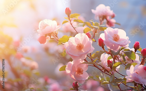 Beautiful white camellia flowers on the background of blue sky