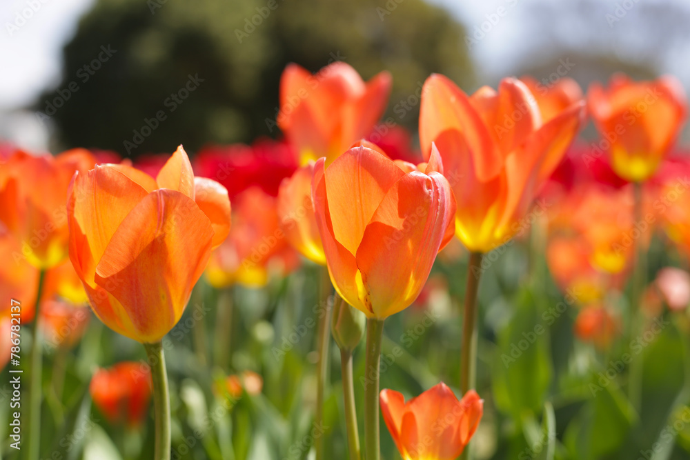Beautiful tulip flower garden. The Expo 70 Commemorative Park, Osaka, Japan Beautiful tulip flower garden. The Expo 70 Commemorative Park, Osaka, Japan