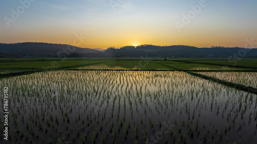 Sunrise over rice paddy field