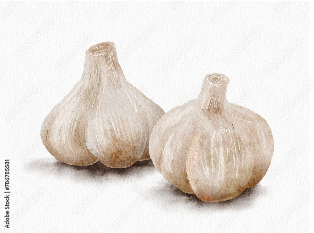 Obraz premium ニンニク 水彩イラスト