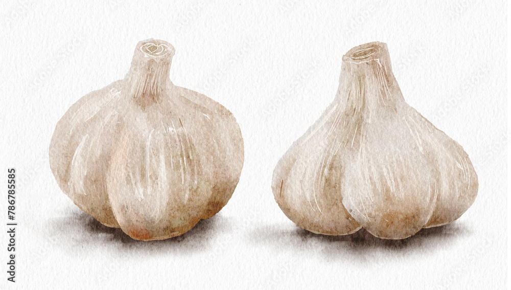 Obraz premium ニンニク 水彩イラスト