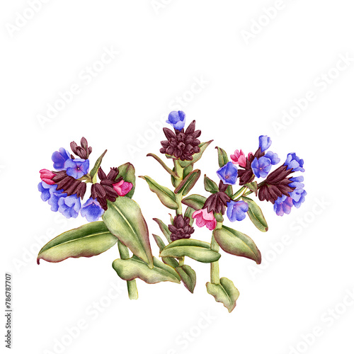 watercolor drawing spring flowers, lungwort, pulmonaria, floral composition at white background , hand drawn botanical illustration