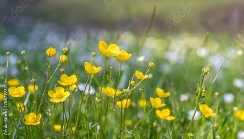 meadow with dandelions, flower, nature, spring, grass, meadow, field, © Sammul