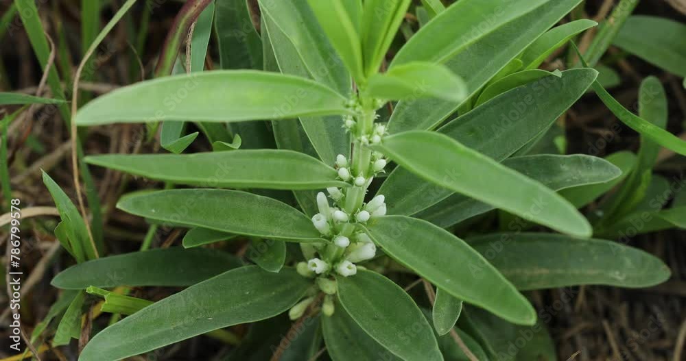 Plant in nature. Medicinal plant. Nature background. Plant in nature. Medicinal plant. Nature background.