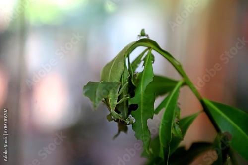 Leaf insect hanging on the edge of plant's leaf. It is like a leaf itself. Small leaf insect is walking on top of the plant. 