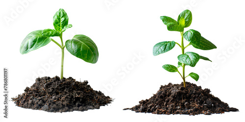 soil and sprouts isolated on a transparent PNG background, white background , Generative Ai photo