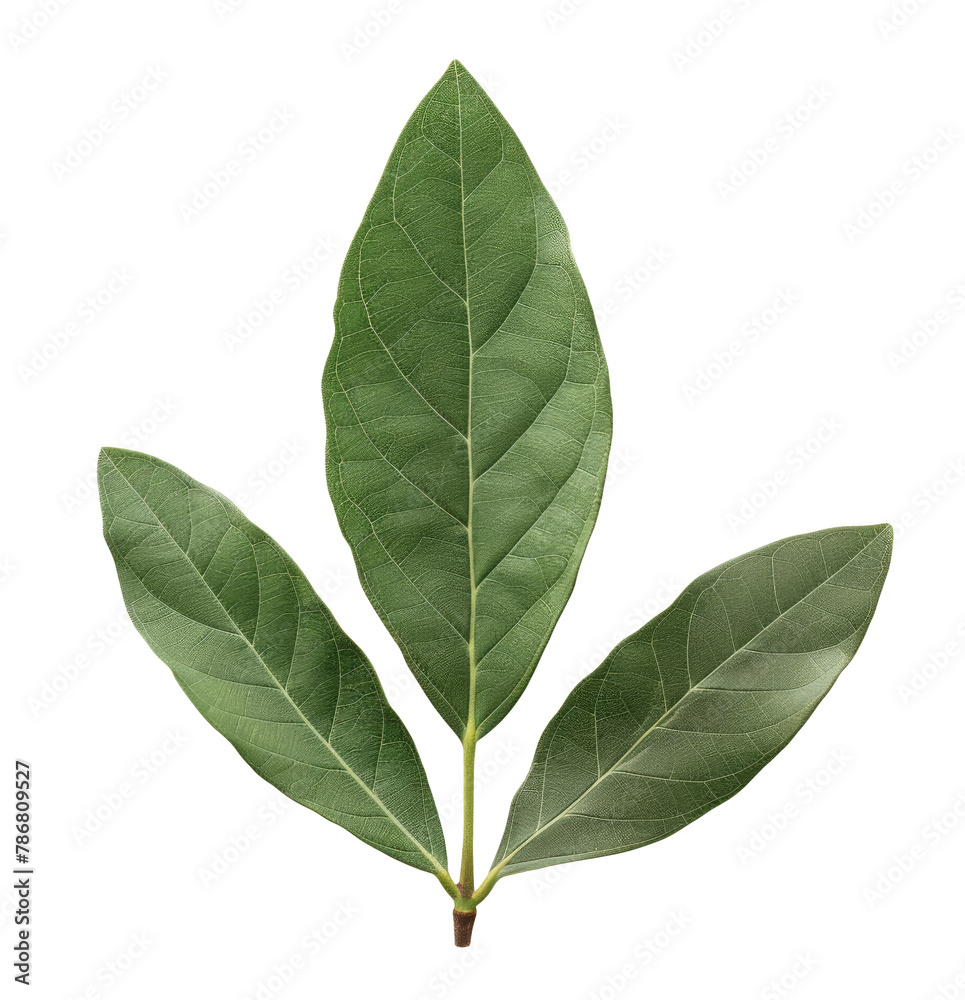 Obraz premium Laurel leaves isolated on transparent background