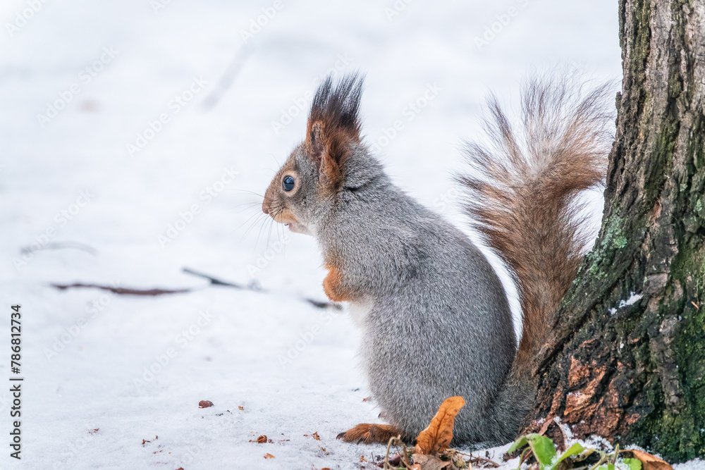 Portrait of a squirrel in winter on white snow background Portrait of a squirrel in winter on white snow background